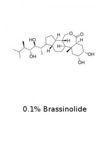 บราสสิโนไลด์ (Brassinolide) 0.1%