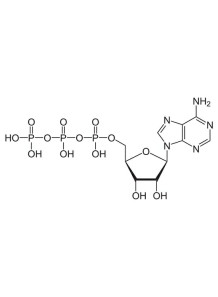 Adenosine Triphosphate